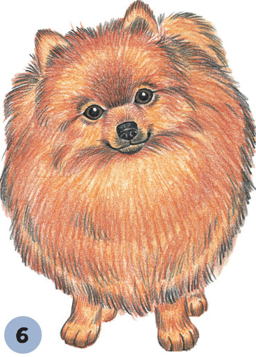 369x515 Pomeranian - Pomeranian Drawing