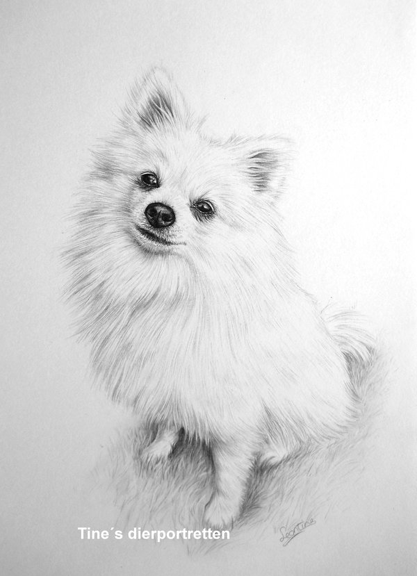 How To Draw A Pomeranian Easy Step By Step At Shelly Massingill Blog