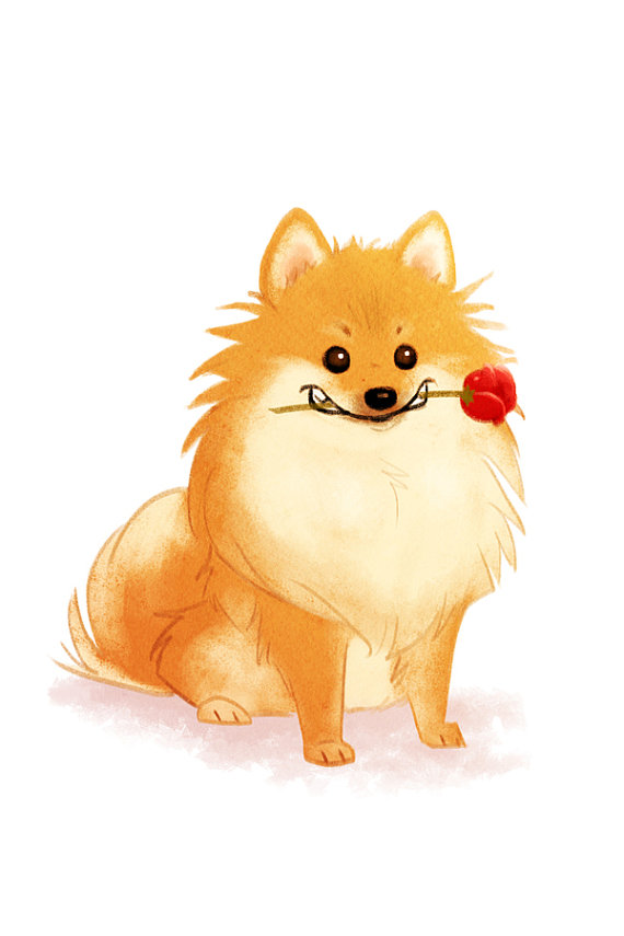 570x855 Pomeranian Best Drawing Drawing Skill - Pomeranian Drawing