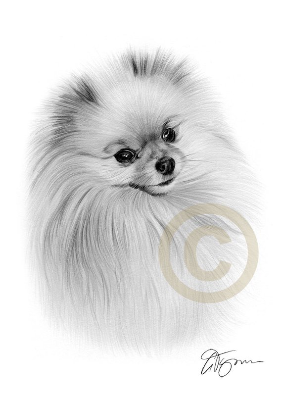570x806 Pomeranian Dog Pencil Drawing Print Artwork Signed - Pomeranian Drawing