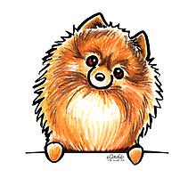220x200 Pomeranian Drawing Gifts Merchandise All Things Pomeranian - Pomeranian Drawing
