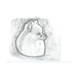 300x300 Pomeranian Drawing - Pomeranian Drawing