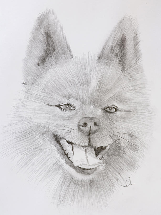 675x900 Pomeranian Drawing - Pomeranian Drawing