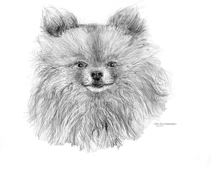 900x719 Pomeranian Drawing - Pomeranian Drawing