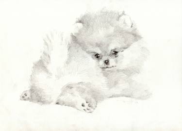 375x270 Pomeranian Dog Drawing - Pomeranian Drawing