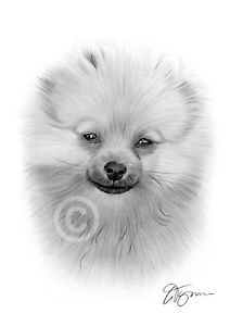 212x300 Toy Dog Pomeranian Puppy Pencil Drawing Art Print Sizes - Pomeranian Drawing
