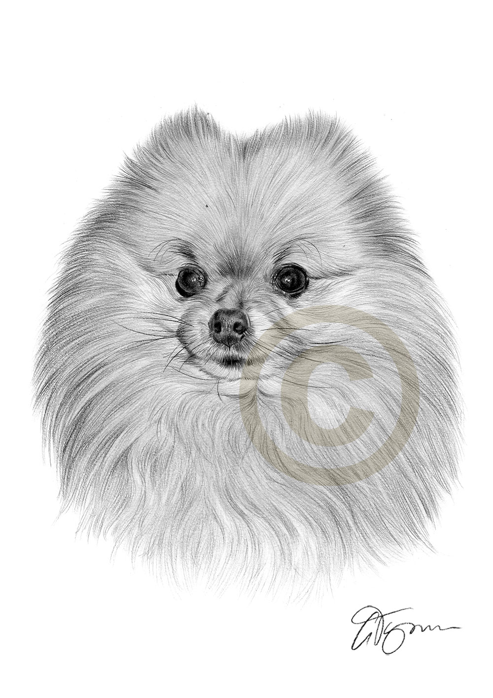 Pomeranian Drawing at Explore collection of