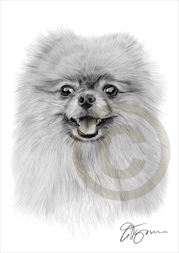 570x806 Toy Dog Pomeranian Pencil Drawing Print Artwork Signed - Pomeranian Drawing