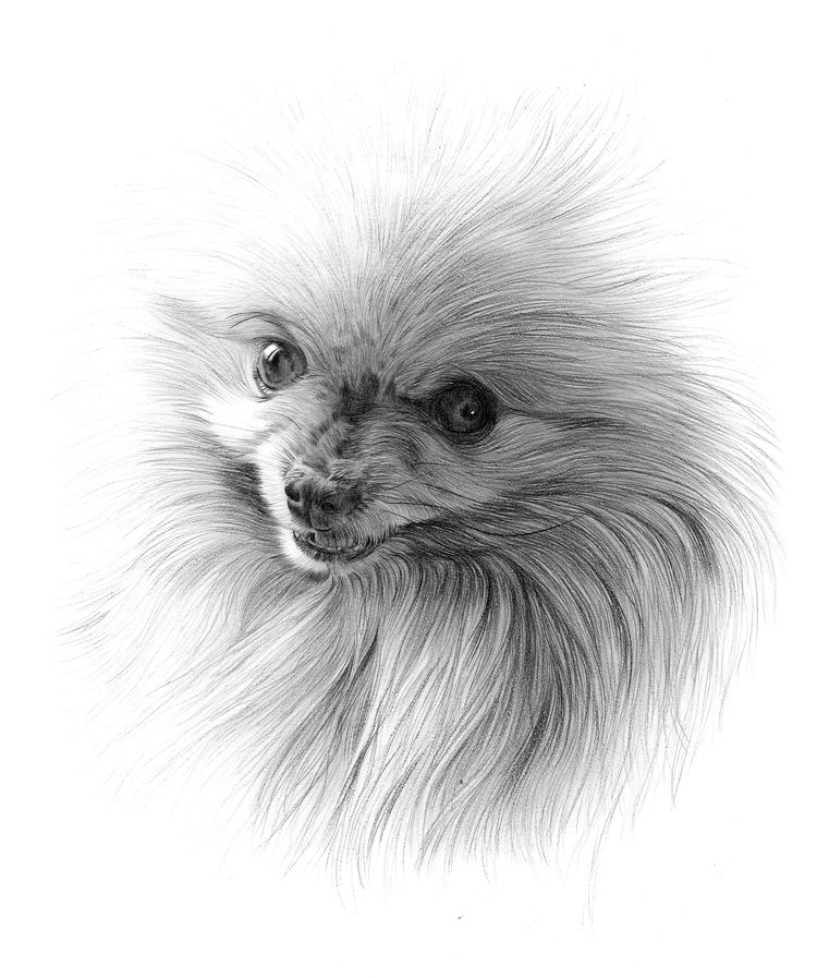 750x897 Pomeranian Pencil Drawings Pomeranian Drawing Nemo - Pomeranian Drawing