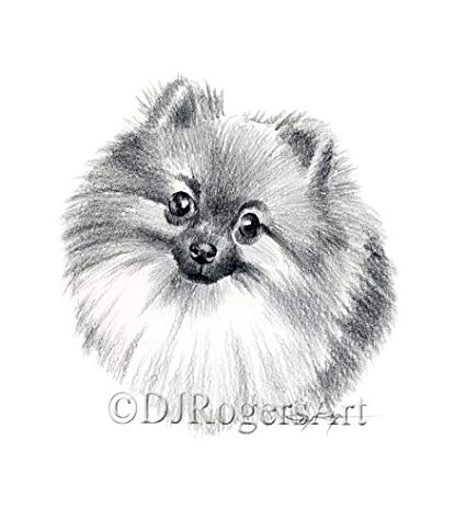 425x473 Pomeranian Pencil Drawing Art Print - Pomeranian Drawing