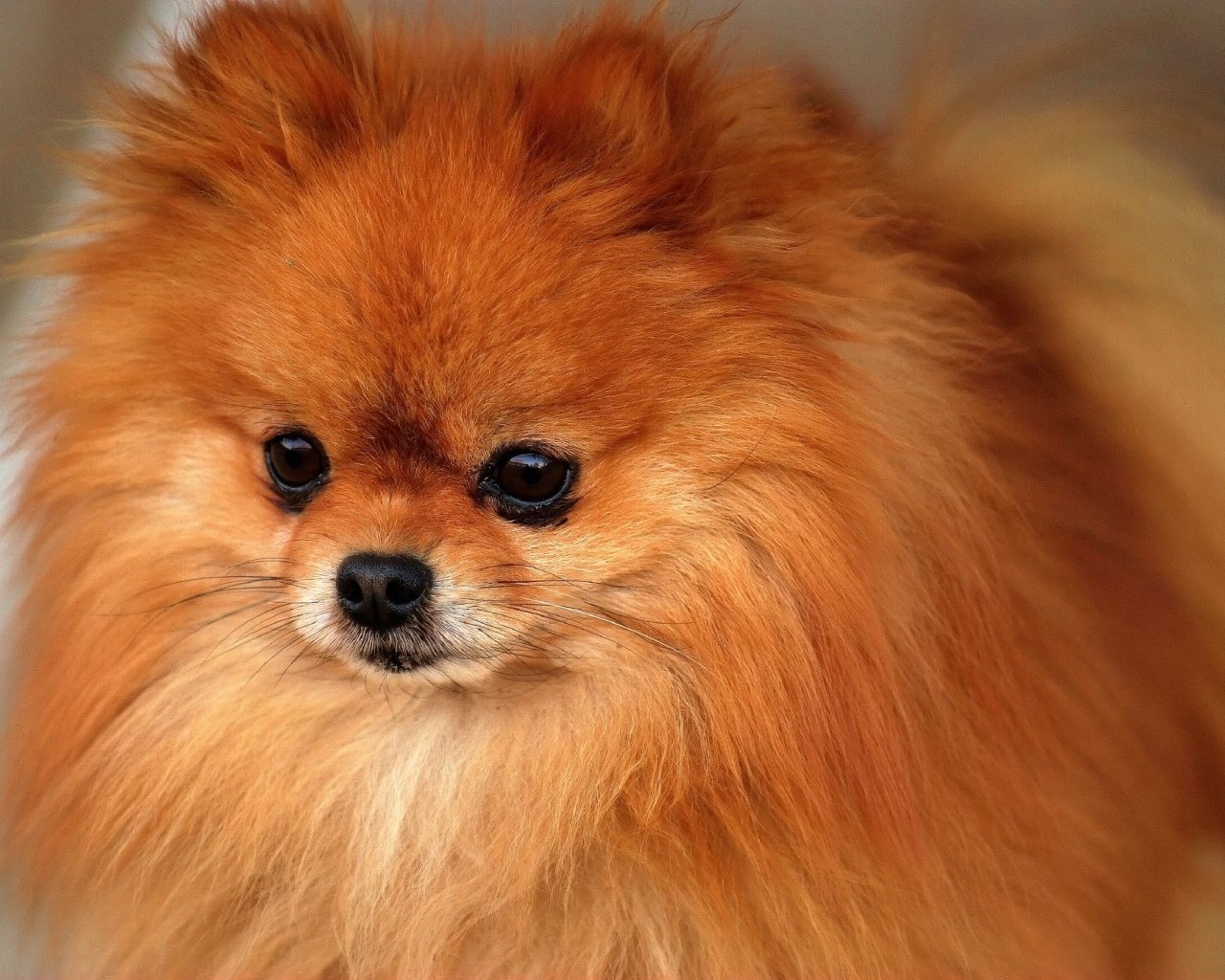 1280x1024 back to commiting to draw wip pomeranian draw mix paint forum - Pomeranian Drawing