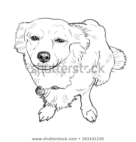 450x470 Hibernia Drawing - Pomeranian Outline Drawing