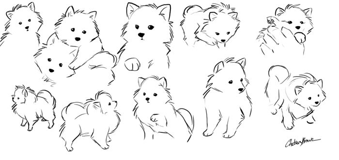 700x330 Pomeranian Concept Sketches - Pomeranian Outline Drawing