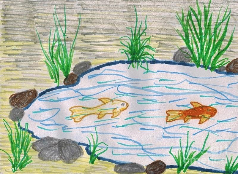 801x587 fish pond drawing - Pond Drawing
