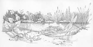 314x160 forest pond drawing - Pond Drawing