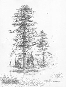 228x300 montana ponderosa pine drawing - Ponderosa Pine Drawing