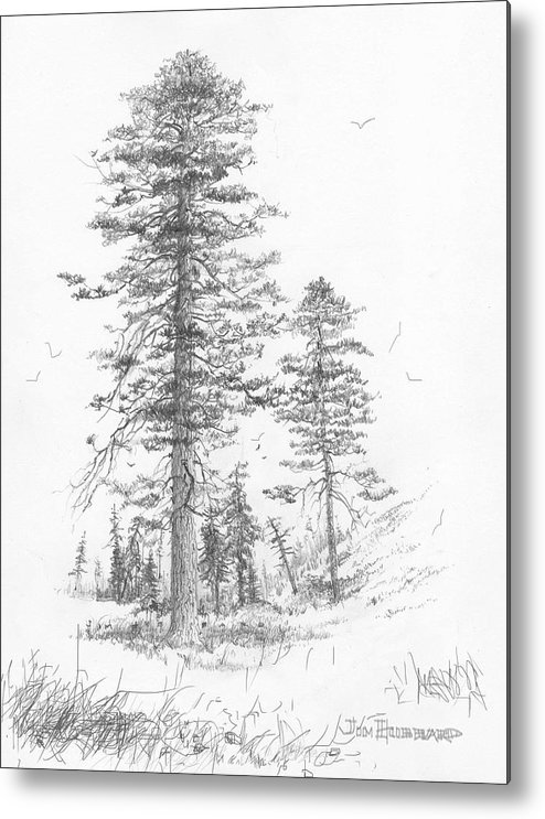 494x743 montana ponderosa pine metal print - Ponderosa Pine Drawing