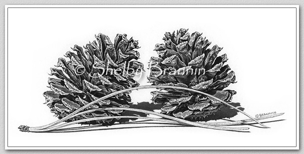 610x309 pine cone pencil drawing - Ponderosa Pine Drawing