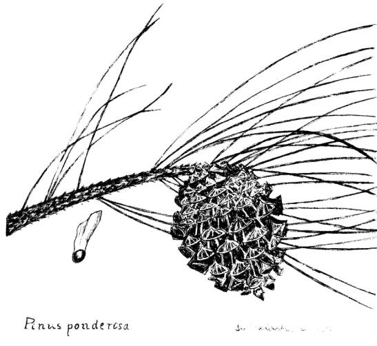 547x502 pinus ponderosa - Ponderosa Pine Drawing