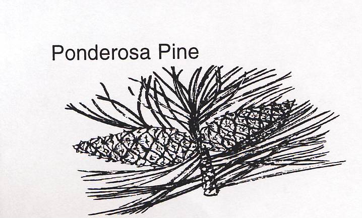 718x433 ponderosa pine - Ponderosa Pine Drawing