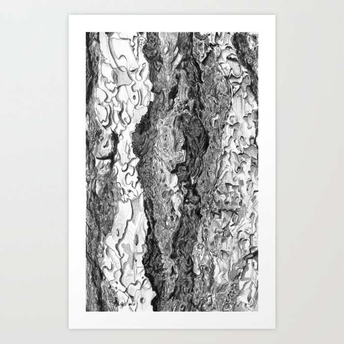 700x700 ponderosa pine tree bark art print - Ponderosa Pine Drawing