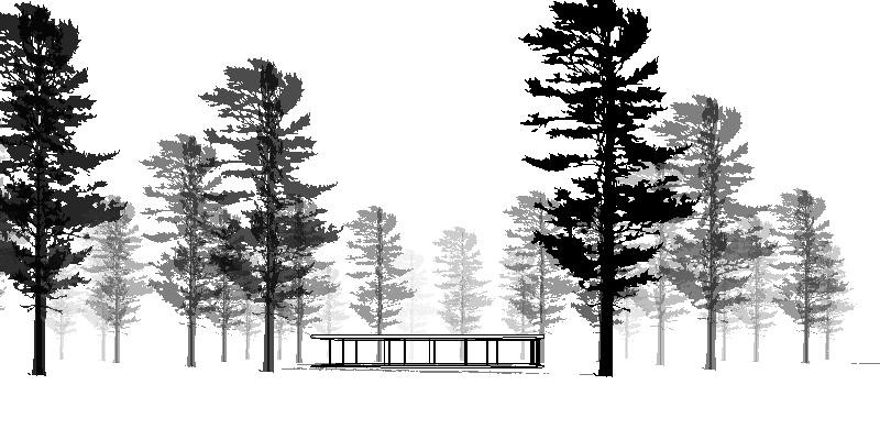 800x390 ponderosa pine drawing best cars - Ponderosa Pine Drawing