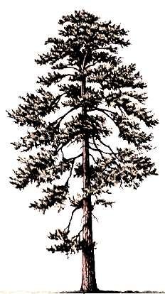 232x414 ponderosa pine tree trees in pine tree painting, tree - Ponderosa Pine Drawing