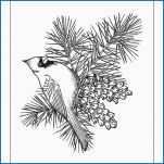 151x151 ponderosa pine tree coloring - Ponderosa Pine Drawing