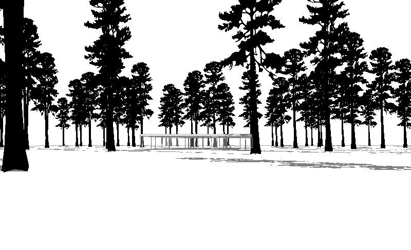 800x487 ponderosa pine for revit - Ponderosa Pine Drawing