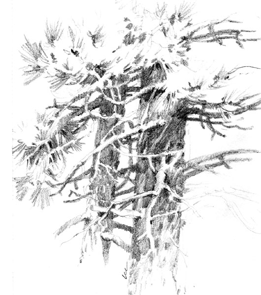 530x600 roland lee travel sketchbook zion ponderosa ranch - Ponderosa Pine Drawing