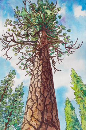 280x420 towering ponderosa pine watercolors - Ponderosa Pine Drawing