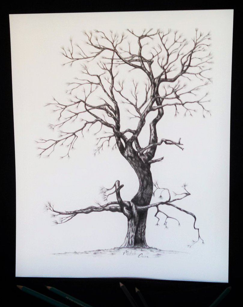809x1024 tree ponderosa pine print michele r crean gallery - Ponderosa Pine Drawing