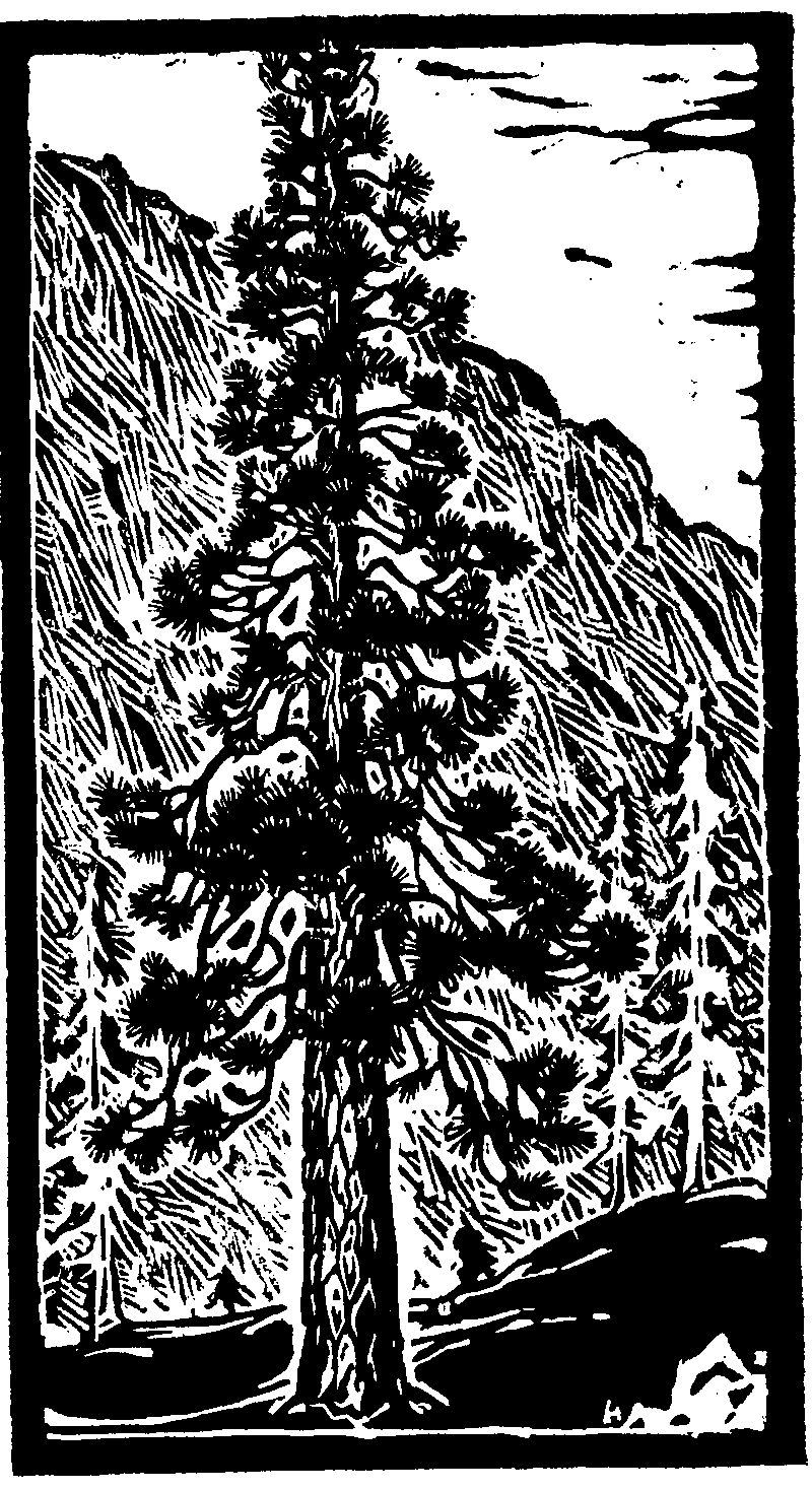 Ponderosa Pine Drawing at Explore collection of