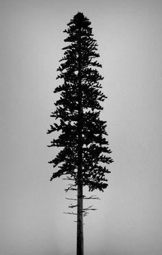 236x371 ponderosa pine clip art - Ponderosa Pine Drawing