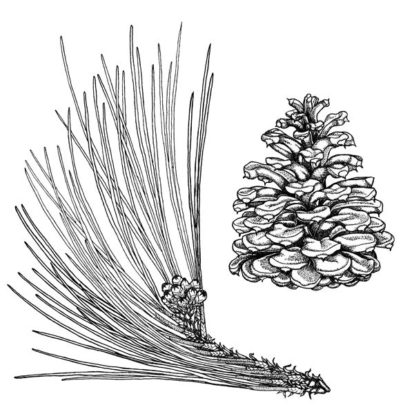 584x600 ponderosa pine coloring page - Ponderosa Pine Drawing
