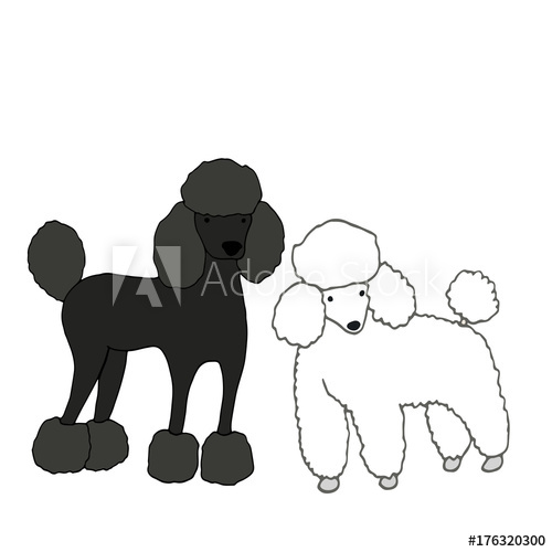 500x500 Two Cute, Beautiful Dogs, One Black, Second White, Isolated - Poodle Cartoon Drawing