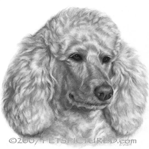 Poodle Drawing at PaintingValley.com | Explore collection of Poodle Drawing