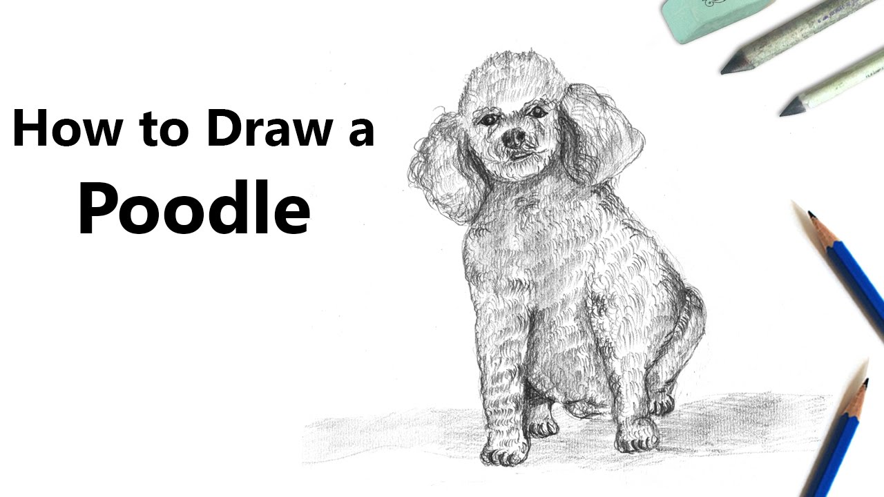 1280x720 how to draw a poodle dog with pencils - Poodle Drawing