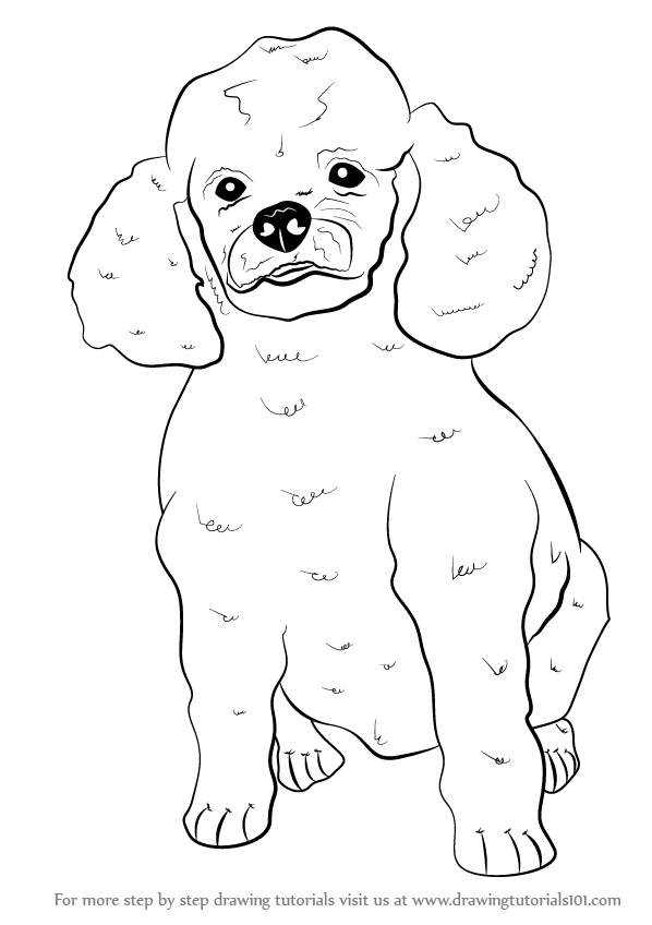598x848 Learn How To Draw A Poodle Dog - Poodle Drawing