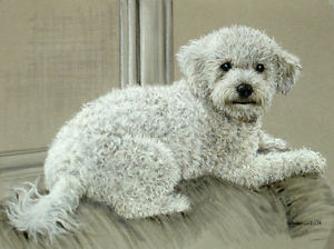 300x224 Original Pastel Drawing Cute White Poodle Puppy Dog Sally Porter - Poodle Drawing