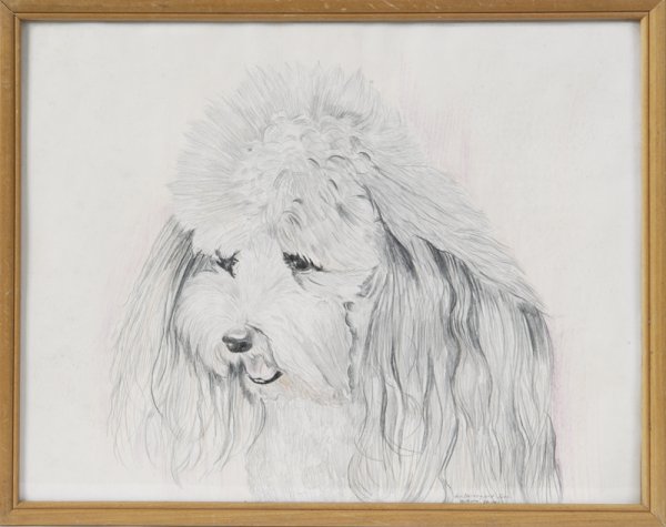 600x475 c poodle drawing - Poodle Drawing