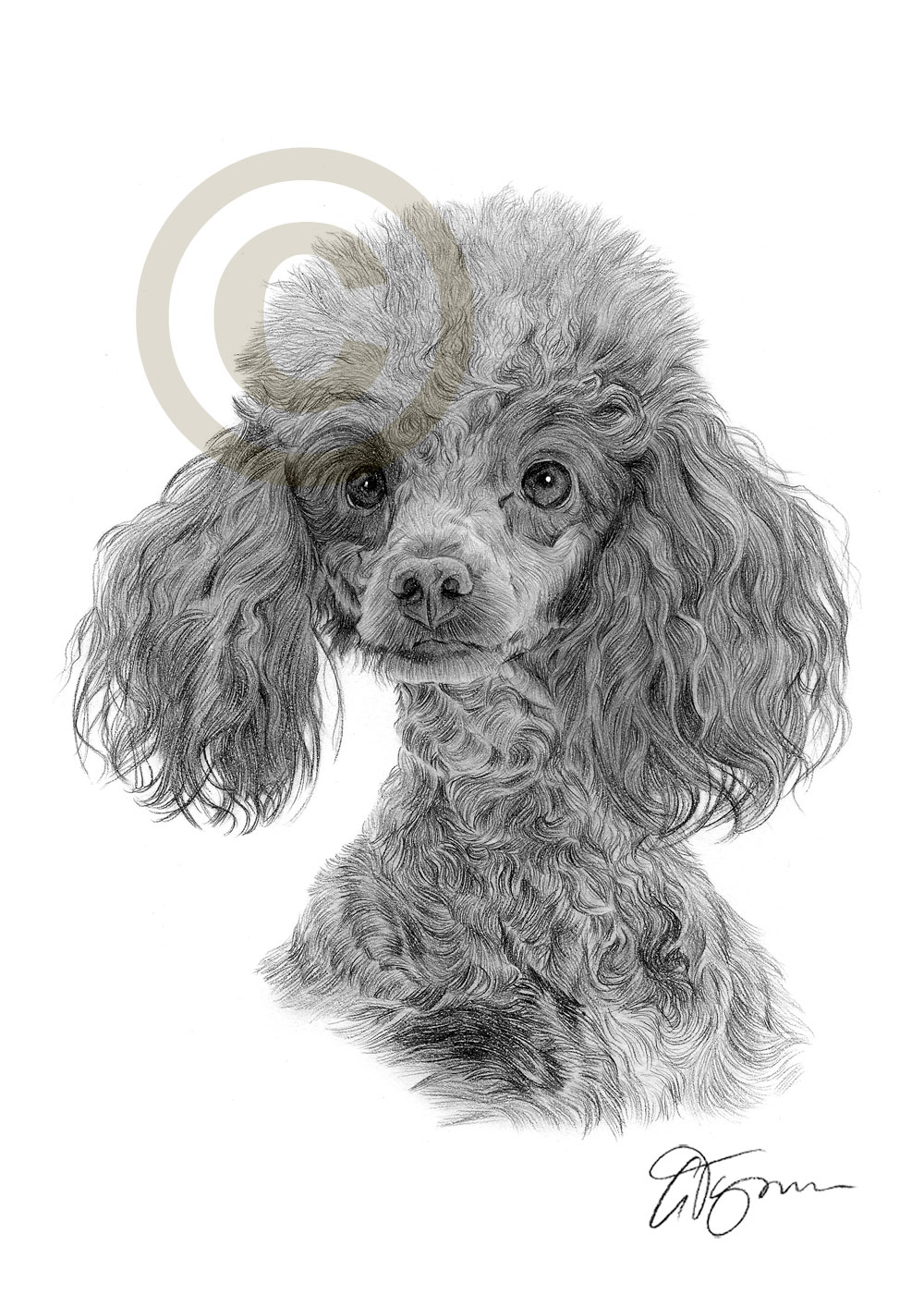 Poodle Drawing at PaintingValley.com | Explore collection of Poodle Drawing