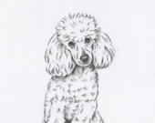 170x135 people who have favorited poodle art, poodle drawing, original - Poodle Drawing