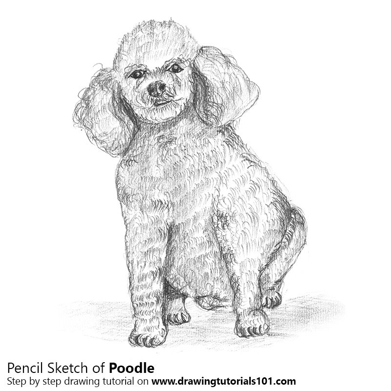 800x800 Poodle Dog Pencil Drawing - Poodle Drawing