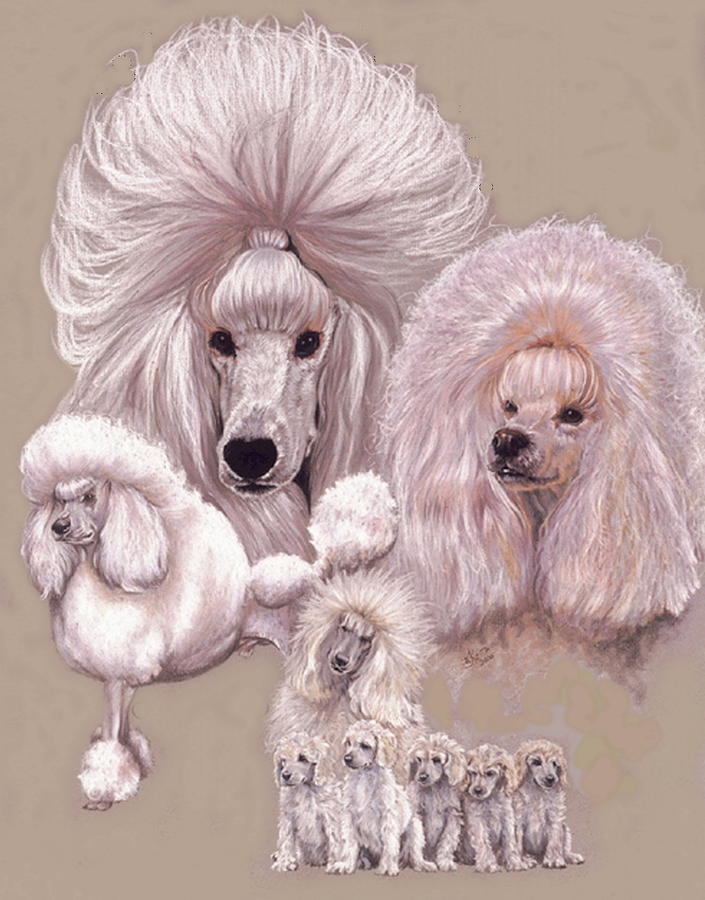 705x900 Poodle Drawing - Poodle Drawing