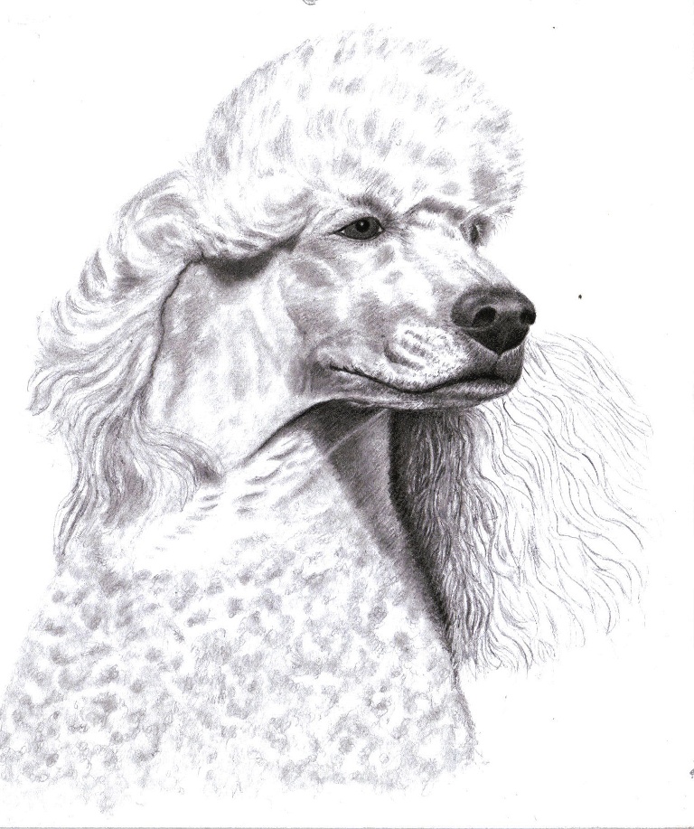 Poodle Drawing at Explore collection of Poodle Drawing