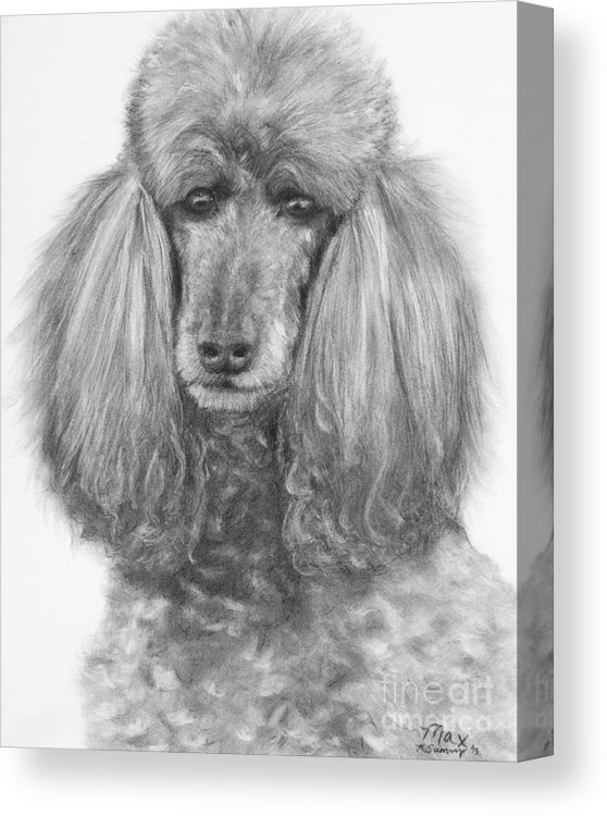558x750 silver standard poodle drawing canvas print canvas art - Poodle Drawing