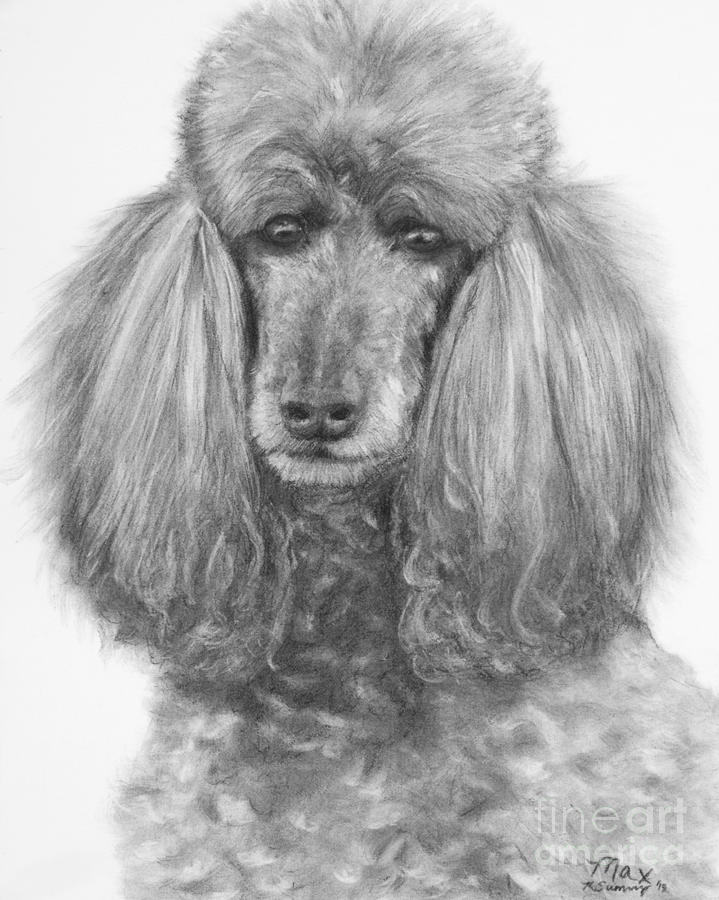 719x900 silver standard poodle drawing drawing - Poodle Drawing