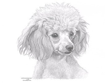340x270 Toy Poodle Drawing Etsy - Poodle Drawing