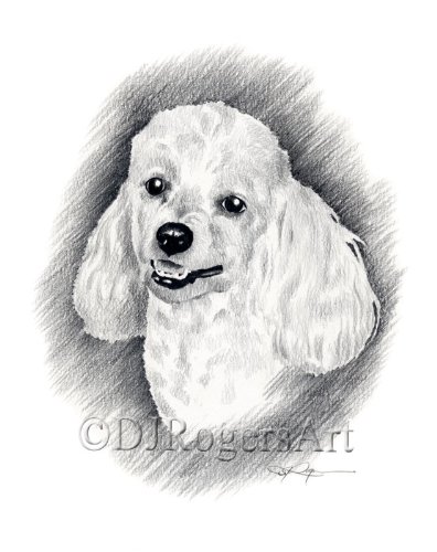 396x500 miniature poodle art print - Poodle Drawing